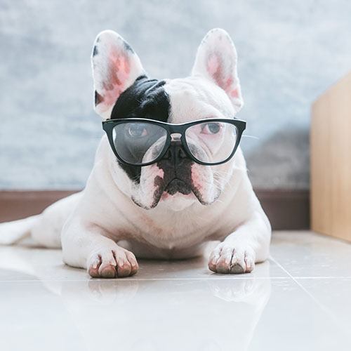 Dog in Glasses Bulldog