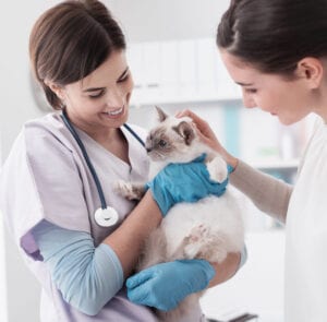 Woman veterinarian holding siamese cat with another woman copy