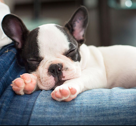 frenchie puppy asleep on lap