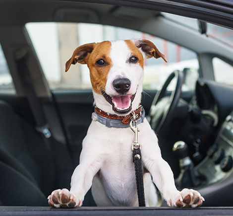 home - dog smiling in car window